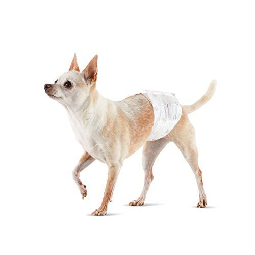 Amazon Basics - Pannolini per cani maschio, taglia XS, confezione da 30 pezzi