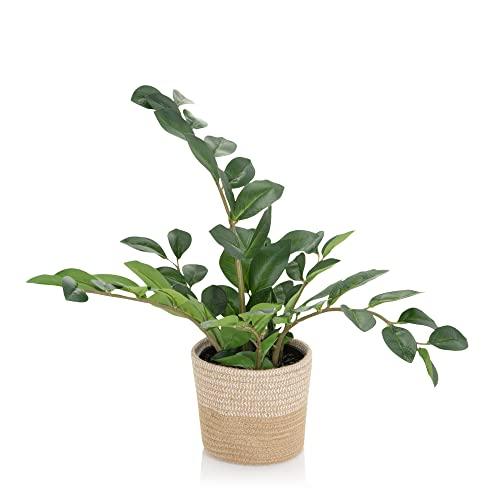 hjh OFFICE Pianta Artificiale ZAMIE Altezza 50 cm Verde Deco Zamioculcas Piuma Fortunata Artificiale, 871008