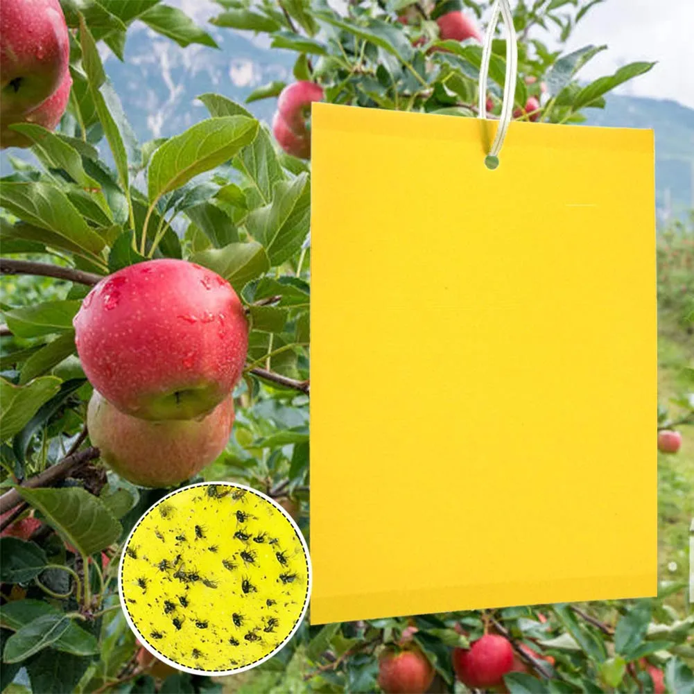 Panngu 50 Pezzi Trappole Appiccicose Ciliegio, Mosche Dell'olivo Trappola per Insetti per Mosca Bianca, Ulivi Mosca della Frutta, Afidi, Minatori Fogliari, Cicaline (15cm x 20cm)