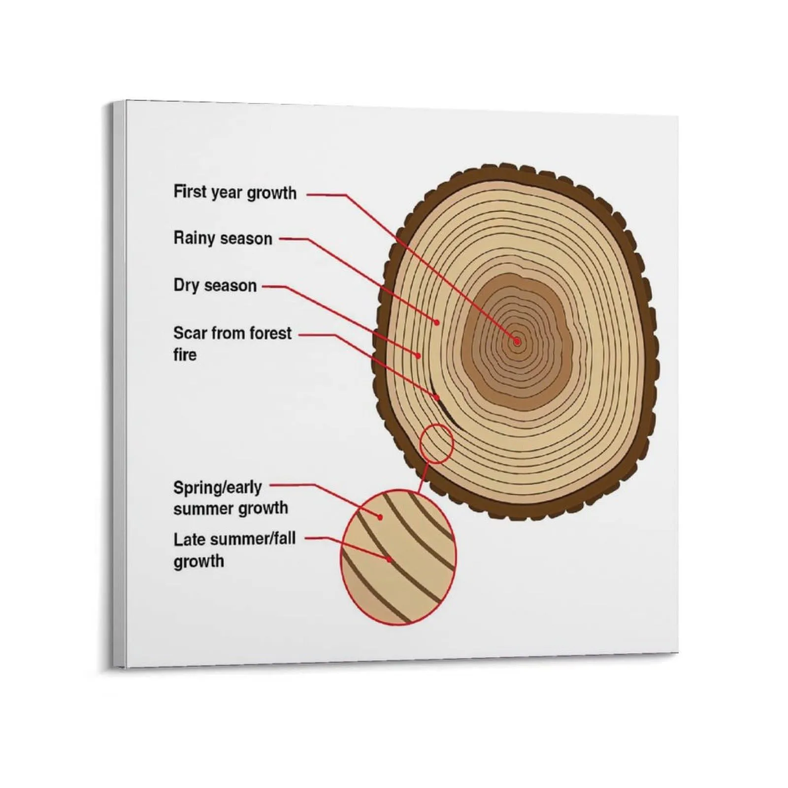 HNPBB Poster su tela, motivo: natura, vintage, motivo: ruota dell'albero dell'anno, poster decorativo da parete e stampa artistica moderna, per camera da letto, 50 x 50 cm