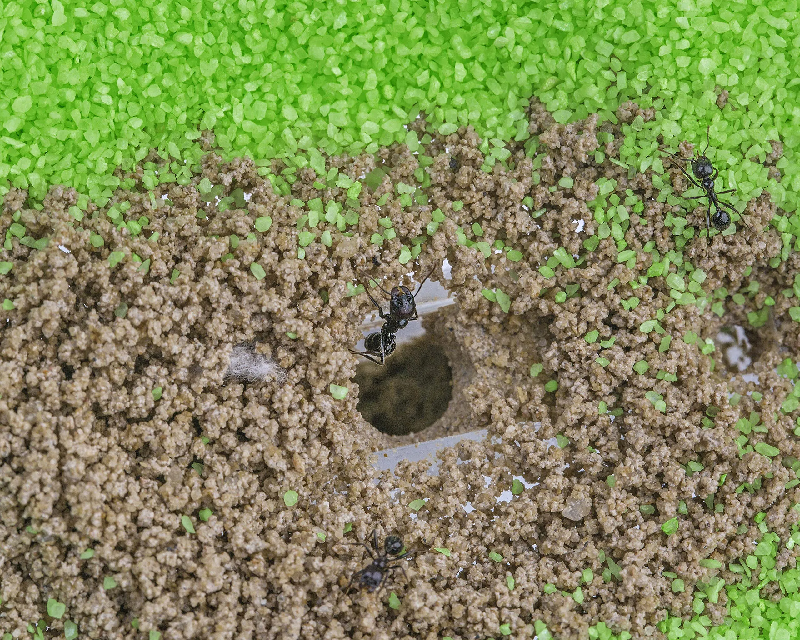 Miniatura 6