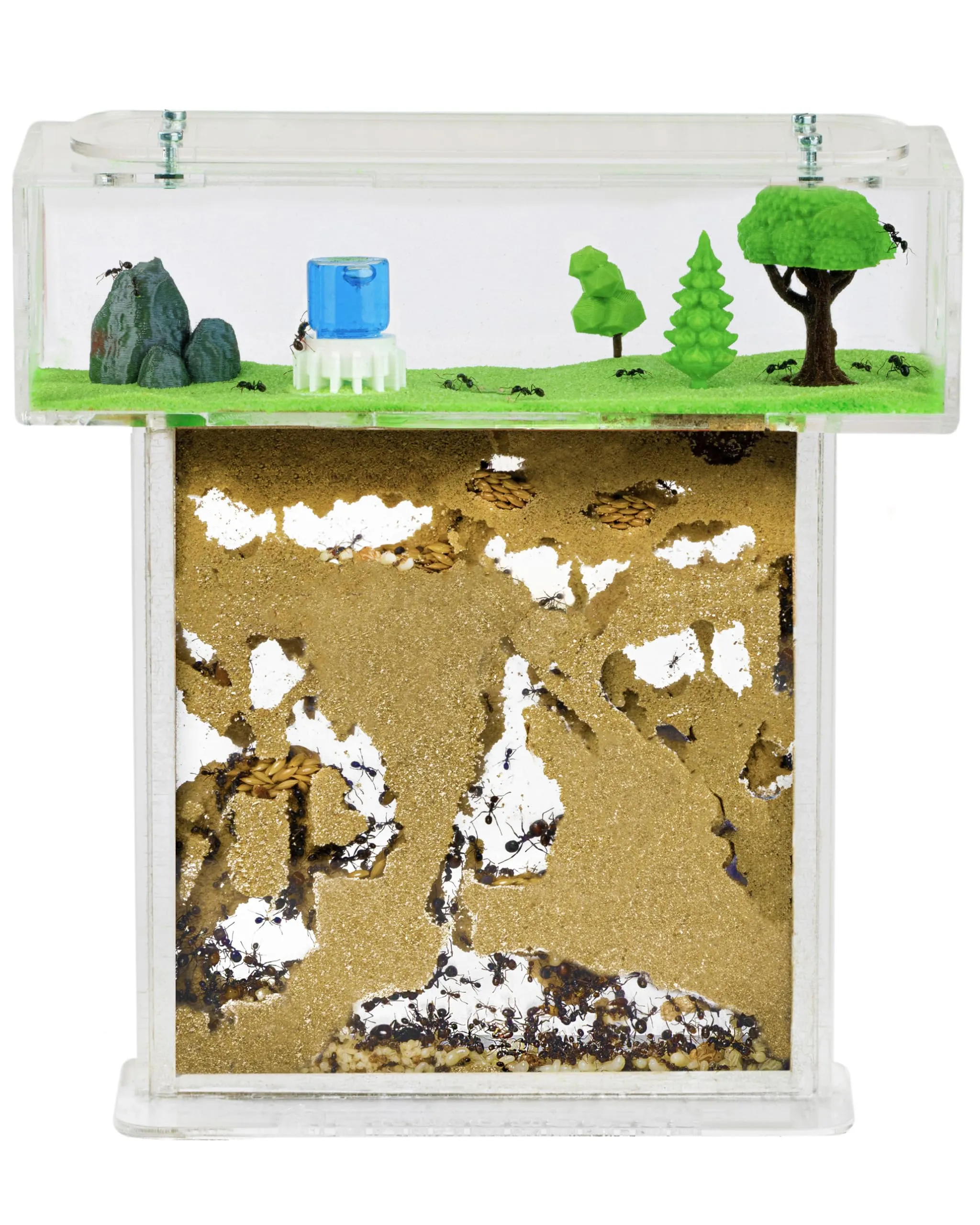 AntHouse - Formicaio Naturale di Sabbia | Kit T Acrilico 15x15x1,5 cm | Formiche Incluse con Regina