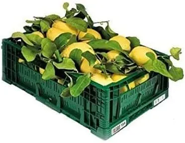 LIMONI NON TRATTATI e GARANTITI BUCCIA EDIBILE - 9 KG - CALIBRO MISTO - Giardino Digitale - Prodotti in Calabria - ITALIA