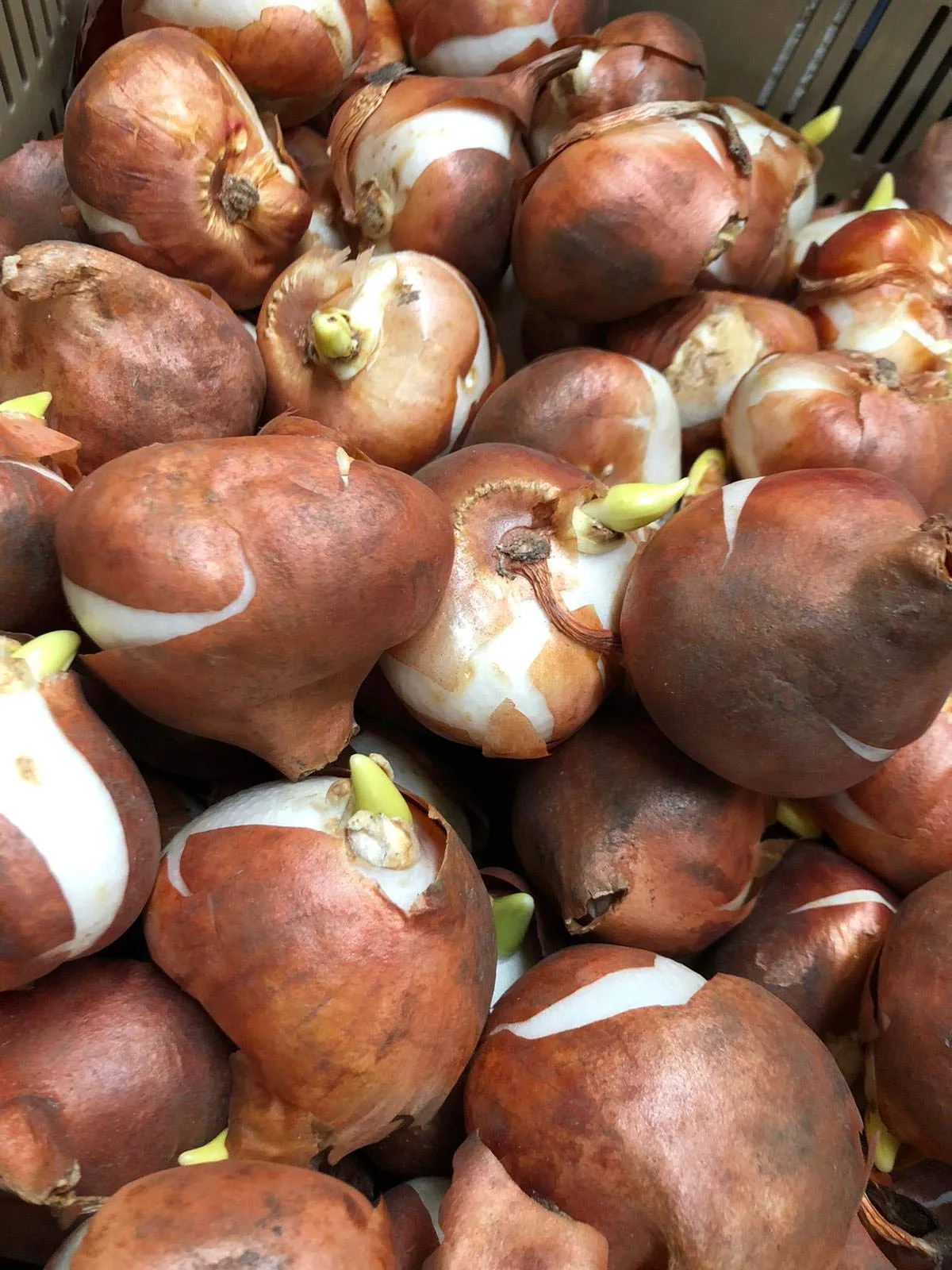 30 X Tulipani Misti - Bulbi Di Alta Qualità (30)