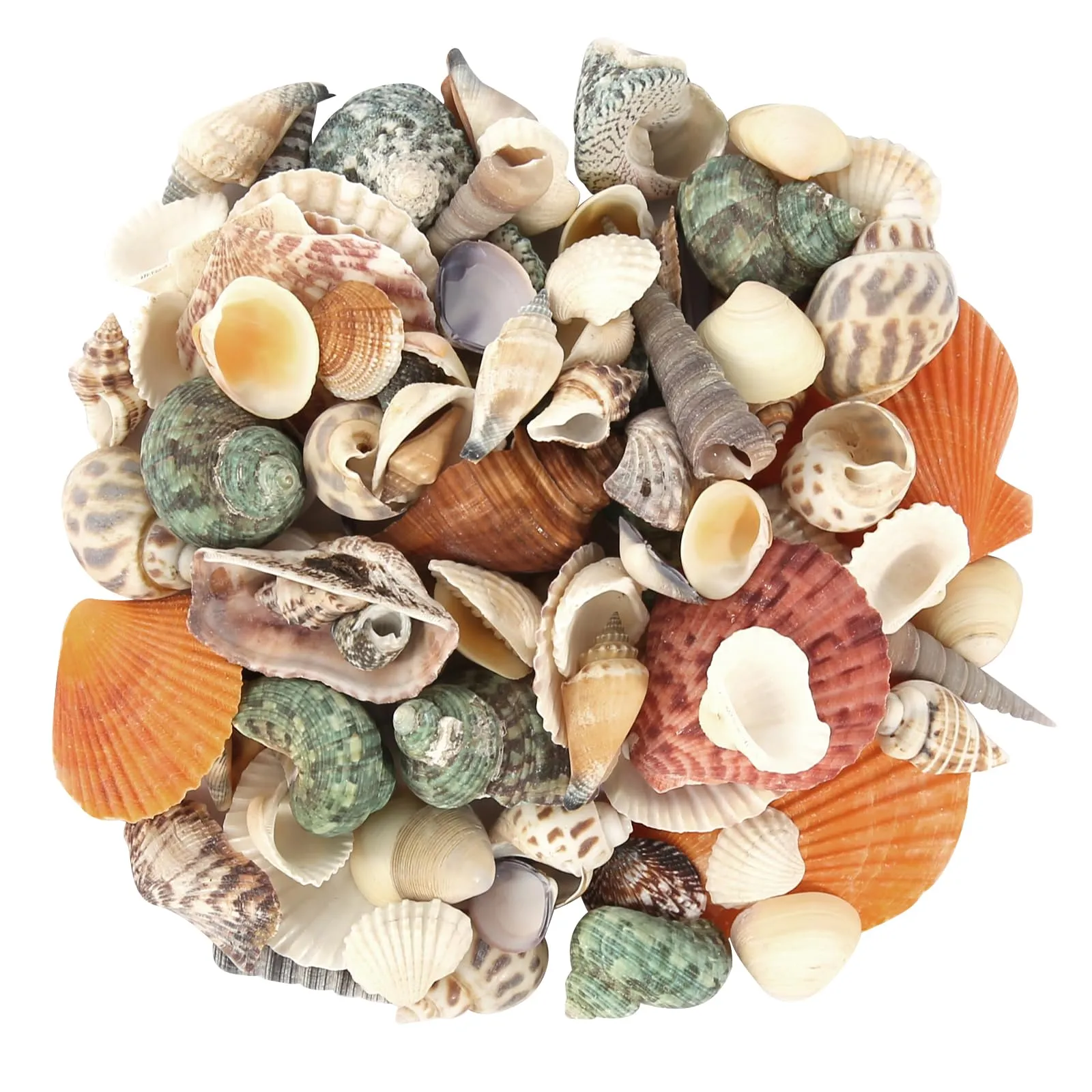 Conchiglie Miste 500g Naturali Conchiglia Mare 2-8 cm Conchiglie Miste Oceanici Colorate Conchiglie Miste Decorative per Feste a Tema in Spiaggia Matrimoni