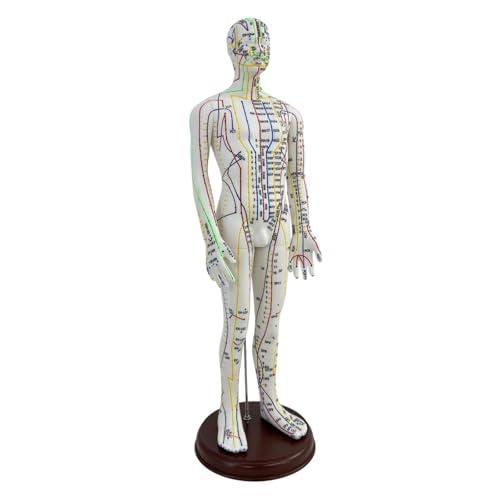 Amagogo Modello di agopuntura Altezza 54cm Modello del corpo umano per professionisti con base PVC multifunzionale con punti inglesi, Maschio
