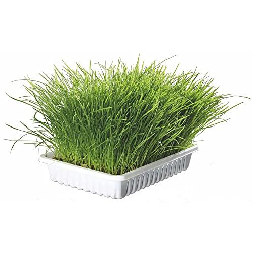 Trixie TX 4235 - Cat Grass Bowl, 100gr