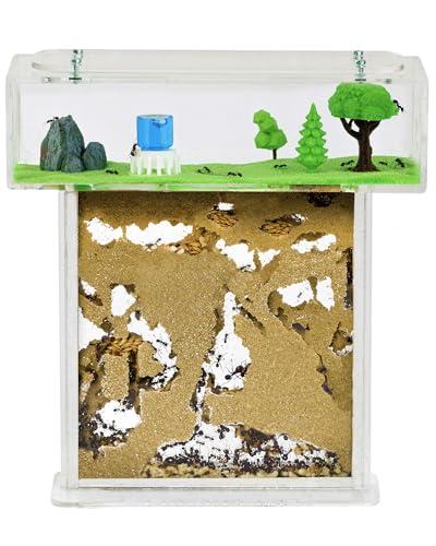 AntHouse - Formicaio Naturale di Sabbia | Kit T Acrilico 15x15x1,5 cm | Formiche Incluse con Regina