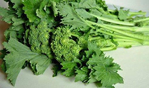 BROCCOLETTO DI RAPA NOVANTINO RICCIO SAN MARZANO NR.1000 SEMI