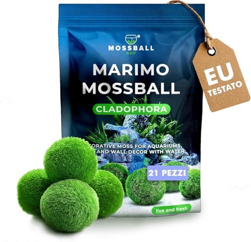 11 pezzi Marimo Alga Viva - Alga Palla Naturale per Acquario Piante Vere Acquario Acqua Dolce Ecosistema Autosufficiente Marimo Regalo, Moss Ball 1-3 cm per Nano e Grandi Acquari