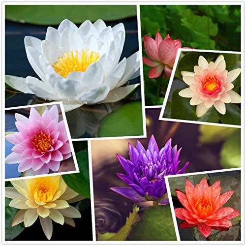 Pianta di fiori di ninfea resistente acquatica dal vivo, colori misti semi di loto bonsai, 50 + semi semi di acqua acquatica pre-radicati