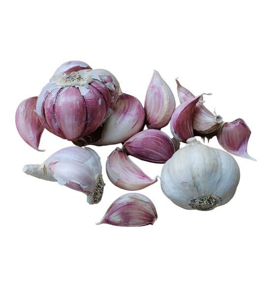 Pag Aglio rosso di Sulmona | Per la Semina e per Uso Alimentare | 1 kg