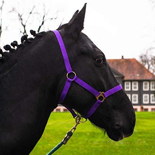 Cavezza per cavallo, sangue caldo, purosangue, sangue freddo – cavezza per stalla, cavezza per pascolo, 2 regolazioni su sottogola e nuca – sicura e antistrappo (viola, Shetland pony, Shetty)