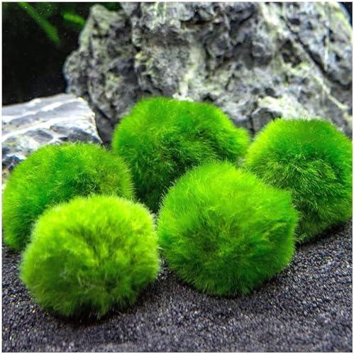 Marimo (2-3 cm) - Alga Palla Cladophora Aegagropila Muschio con Certificazione, Decorazione Naturale per Acquari, Terrari e Bomboniere - Spedizione sigillata 100% umidità (5 pezzi)