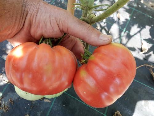 POMODORO BELMONTE CALABRO -SEMI-