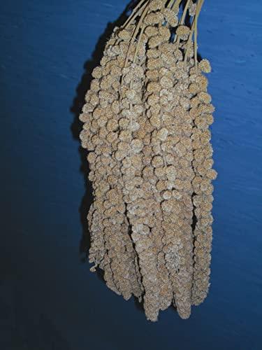 New Little Birds Spighe di Panico da 3 kg Sfuse Esotici, cocorite, ondulati, pappagalli