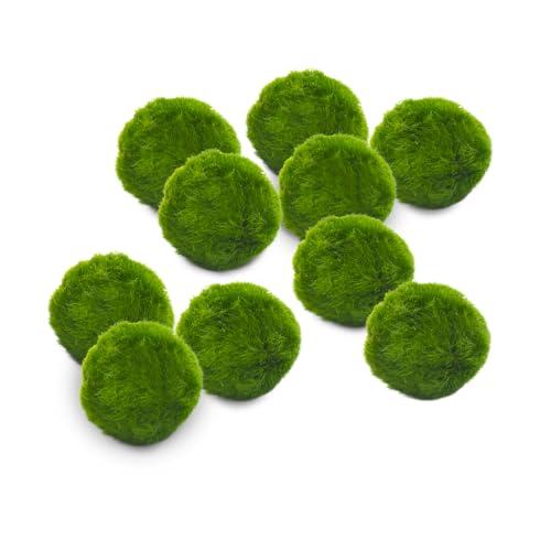 Marimo Set 10 sfuso diametro 2-3 cm - Originale e Certificato - Solo Marimo
