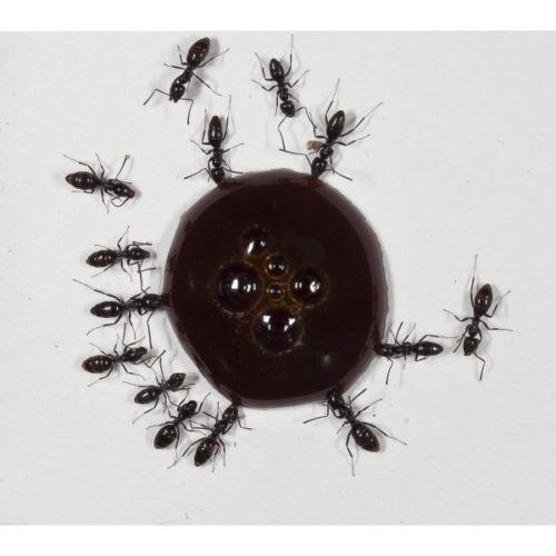 AntHouse 10ml Ameisen-Nektar - Protein Syrup for Queens Ants And Ants Colony