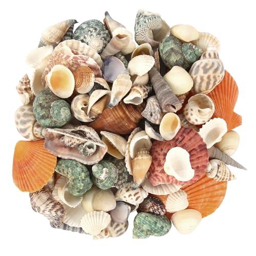 Conchiglie Miste 500g Naturali Conchiglia Mare 2-8 cm Conchiglie Miste Oceanici Colorate Conchiglie Miste Decorative per Feste a Tema in Spiaggia Matrimoni
