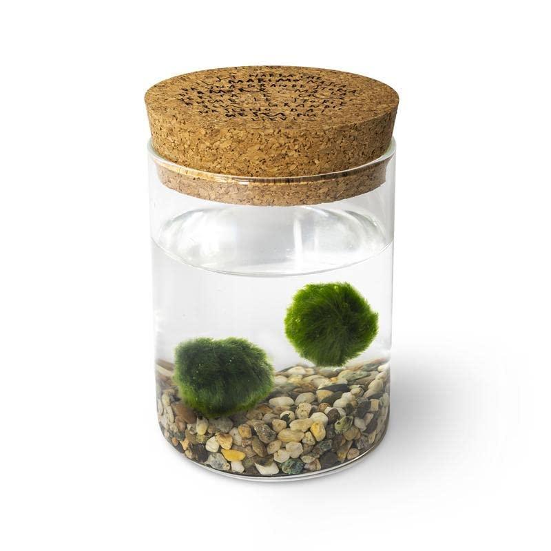 Marimo Original Sughero Leggenda – Coppia (Fondale Naturale)