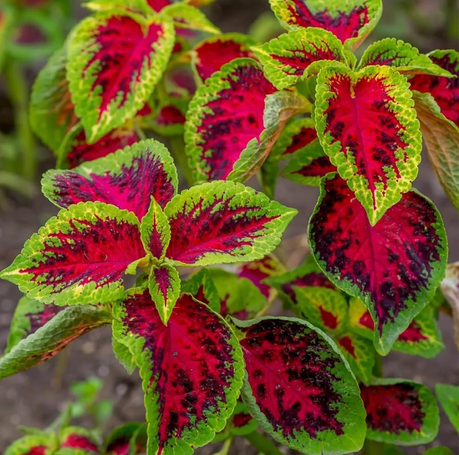 Semi pianta COLEUS ARCOBALENO MIX In Busta Ermetica MADE IN ITALY Qualità superiore con 95% di germogliazione con istruzioni