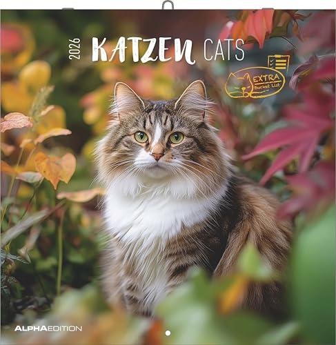 Katzen 2026 - Broschürenkalender 30x30 cm (30x60 geöffnet) - Kalender mit Platz für Notizen - Cats - Bildkalender - Wandplaner - Katzenkalender: Cats