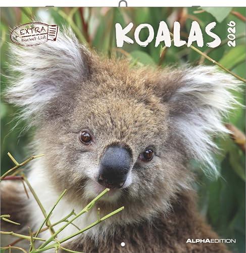 Koalas 2026 - Broschürenkalender 30x30 cm (30x60 geöffnet) - Kalender mit Platz für Notizen - koala bears - Bildkalender - Wandplaner - Bärenkalender