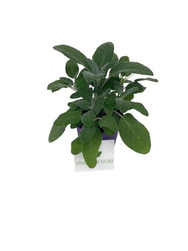 Salvia Officinalis Pianta aromatica prodotta da Vivai del Sole vaso diametro cm 14