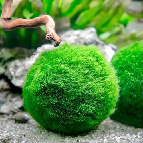 Marimo (2-3 cm) - Alga Palla Cladophora Aegagropila Muschio con Certificazione, Decorazione Naturale per Acquari, Terrari e Bomboniere - Spedizione sigillata 100% umidità (2 pezzi)