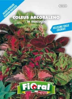 Sementi da fiore di qualità in bustina per uso amatoriale (COLEUS ARCOBALENO IN MISCUGLIO)