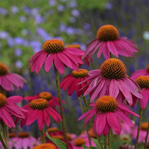 ECHINACEA ROSSO PORPORA NR.50 SEMI
