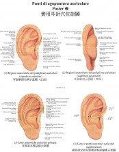 Tavole di punti di agopuntura auricolare