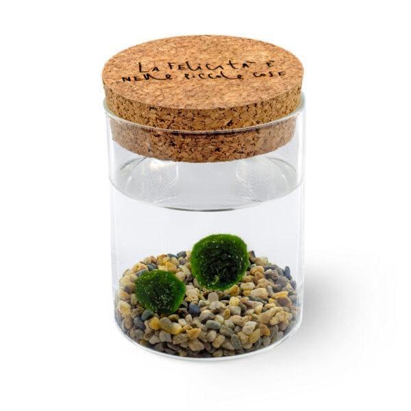 Marimo Original Sughero La Felicità – Coppia (Fondale Naturale)