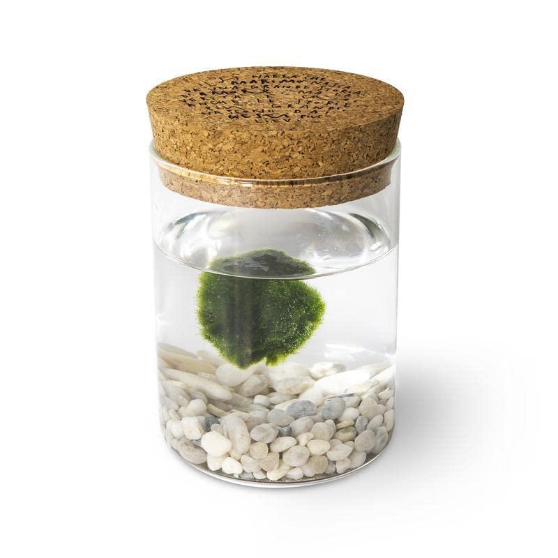 Marimo Original Sughero Leggenda – Singolo (Fondale Bianco)