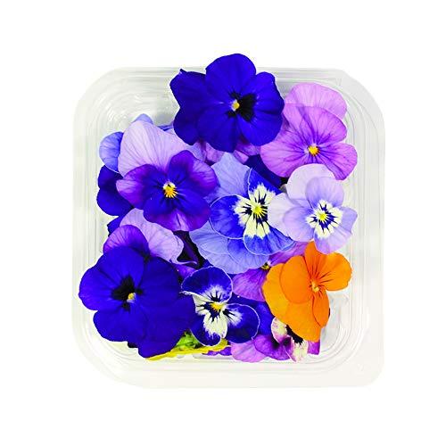 Fiori Commestibili BIOLOGICI - 25 VIOLETTE di COLORI MISTI in vaschetta alimentare di 10 cm x 10 cm x 2,0 cm - Coltivati in Toscana dall'azienda agricola Carmazzi