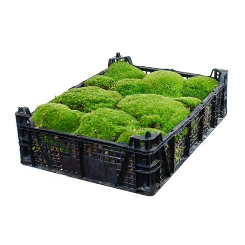 Ecodecs - Muschio vivo, Presepe accessori, Muschio per terrario, Sfere muschio Danese, Muschio per orchidee, Muschio per kokedama, Muschio per terrario rettili - MUSCHIO PREMIUM (1 box 40x30cm)