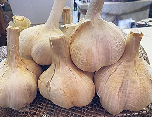 Pierucci Agricoltura Aglione Della Val Di Chiana - 1 Kg