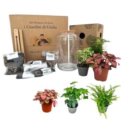 I GIARDINI DI GIULIA - Kit Terrarium Fai-da-Te | Ecosistema Autostenibile con 3 Piante Vere | Felce, Edera, Fittonia | Terrario in Vetro | Ideale per Casa e Ufficio, Trasparente