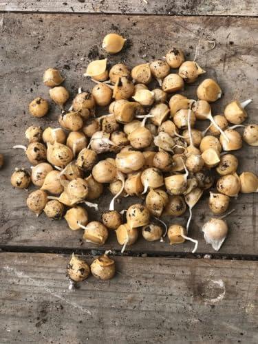 50+10 OMAGGIO Bulbilli di Aglione della Valdichiana NO OGM kiss garlic semi Prodotto originale spedito dalla Valdichiana