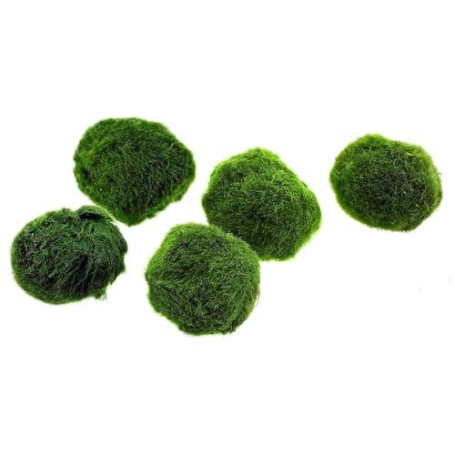 Marimo (2-3 cm) - Alga Palla Cladophora Aegagropila Muschio con Certificazione, Decorazione Naturale per Acquari, Terrari e Bomboniere - Spedizione sigillata 100% umidità (1 pezzo)