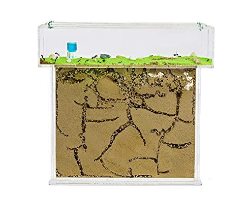 Ant Farm T Big with Free Ants and queen – Educational formicarium For Live
