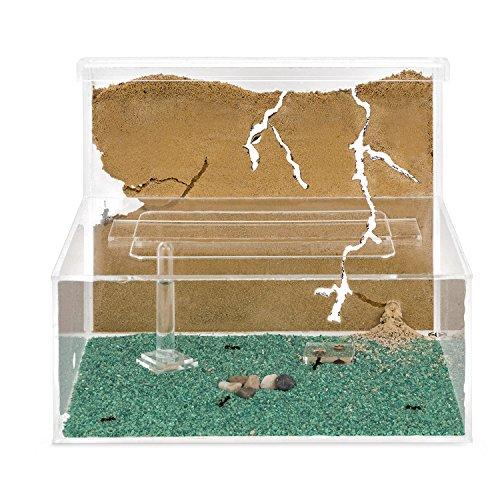 AntHouse - Fattoria di formiche di sabbia naturale | Modello L (sandwich + mangiatoia) | Compreso il formicaio