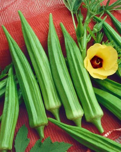 50 Semi di Okra, Abelmoschus esculentus, Gombo, Kiabo, Verdura Ricca di Vitamine e Minerali