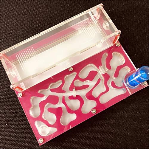 ANT GRAPE Formicario Didattico per Fattoria di Formiche - Nido in Acrilico con Provetta Live, Umidità e Grande Spazio (Rosa)