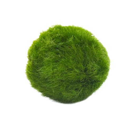 Marimo Set sfuso diametro 2-3 cm - Originale e Certificato - Solo Marimo