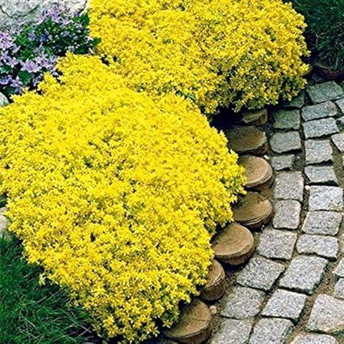 Semi Di Aubrieta timo strisciante, Seme Aubretia fiori Perenni per Giardino Roccioso, crescione giallo, Resistenti al Freddo, 500 Semi, Aubrieta seeds