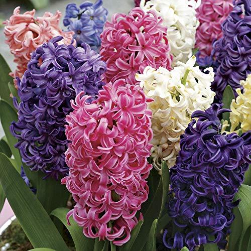 Hyacinthus orientalis MIX - Giacinti Profumati misti - Bulbi Di Alta Qualità