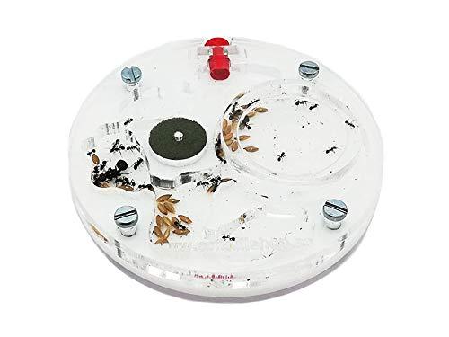 ANTHILLSHOP Kit formicaio educativo 10 x 10 schiuma rotonda (con formiche gratuite, da 20 a 30 operaie).