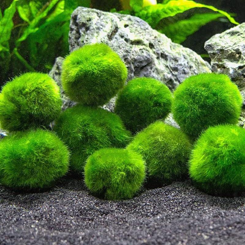 Marimo (2-3 cm) - Alga Palla Cladophora Aegagropila Muschio con Certificazione, Decorazione Naturale per Acquari, Terrari e Bomboniere - Spedizione sigillata 100% umidità (10 pezzi)