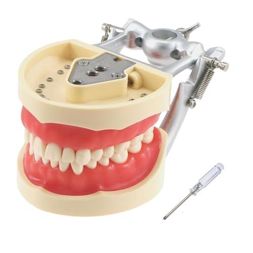 Modello di denti Typodont dentali, con 32 denti rimovibili compatibili con Kilgore Nissin 200 tipo per insegnamento, pratica e studio
